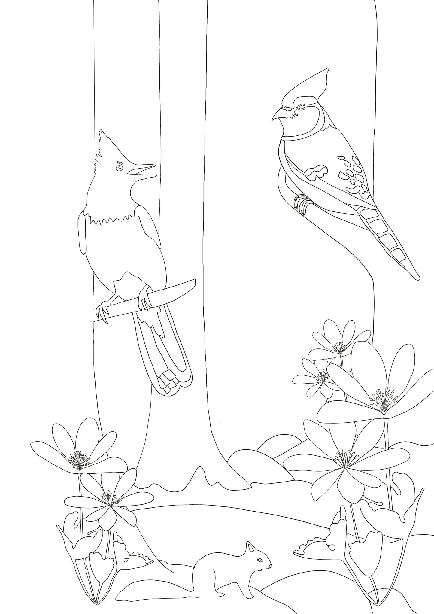 Cahier de coloriages - Faune & Flore Canadiennes