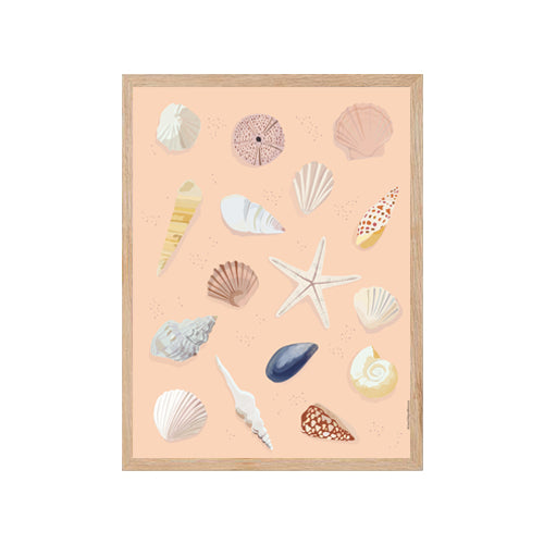 Coquillages - Affiche Murale