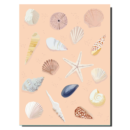 Cahier illustré - Coquillages