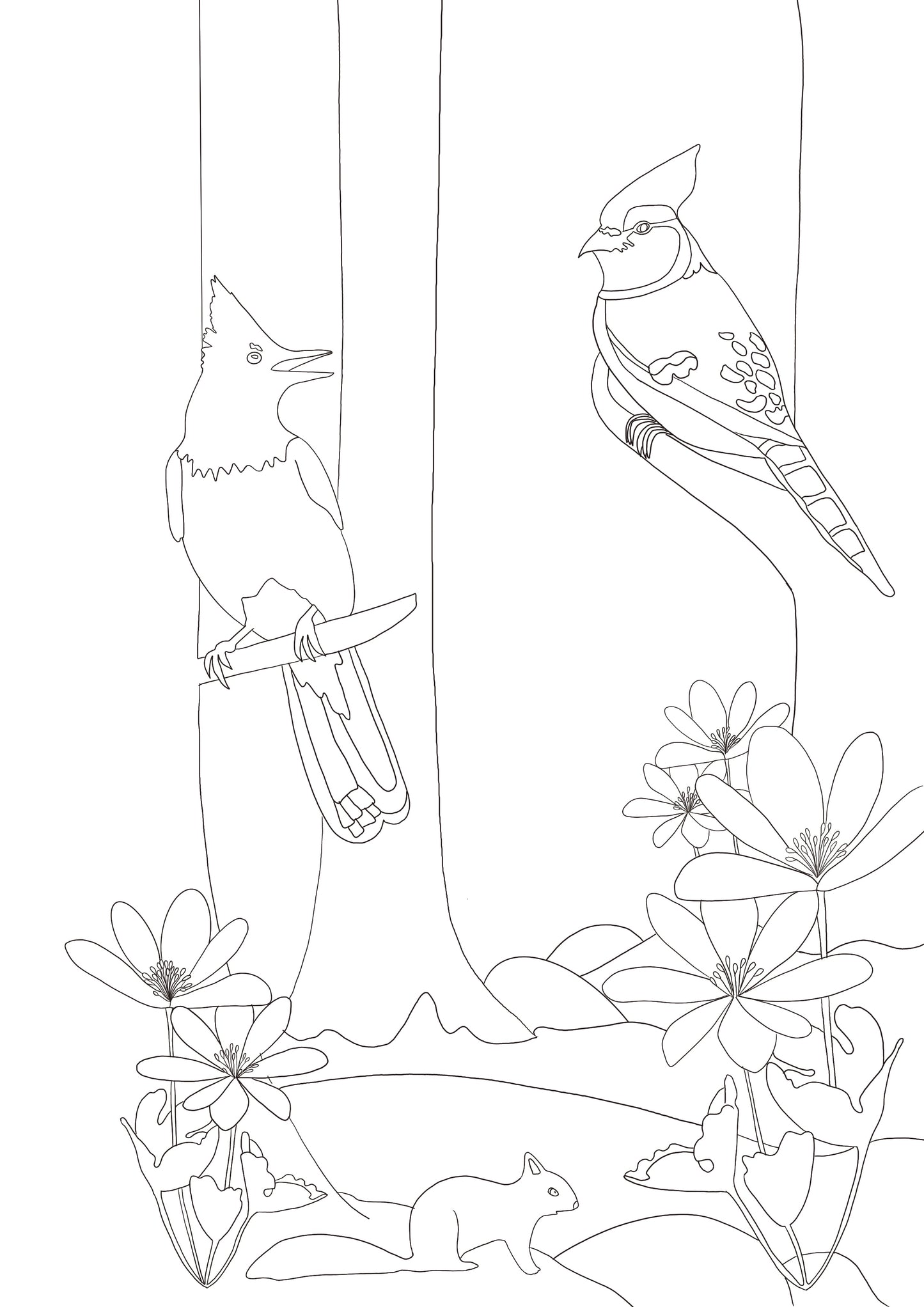 Coloring book - Fauna and flora from Canada