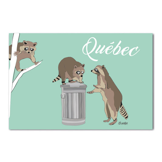 Raton laveur - Québec